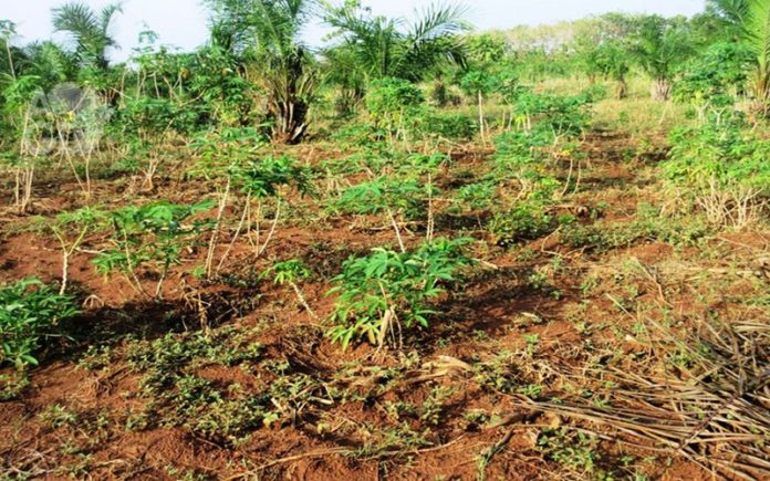 Lagriculture-au-Sud-du-Togo-en-proie-au-changement-